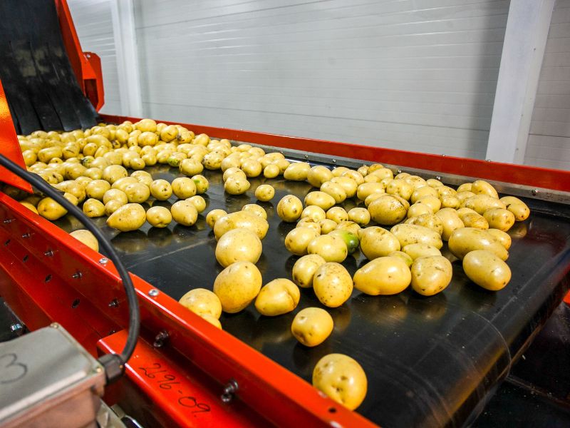 linia do pakowania ziemniaków oferta